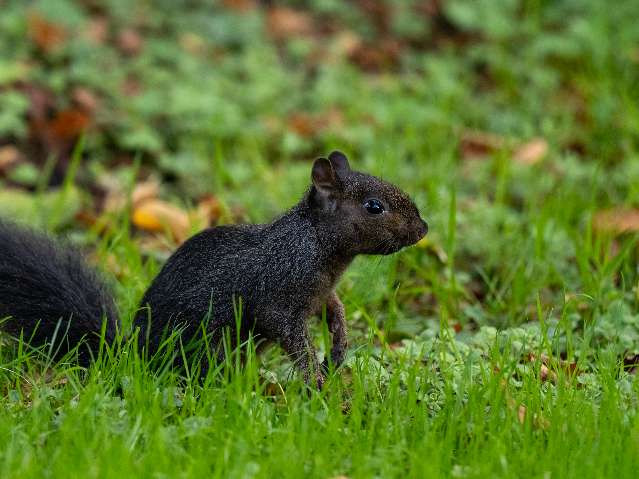 Photo of a black squirrel taken with the Panasonic Leica DG Elmarit 200mm f/2.8 POWER O.I.S.