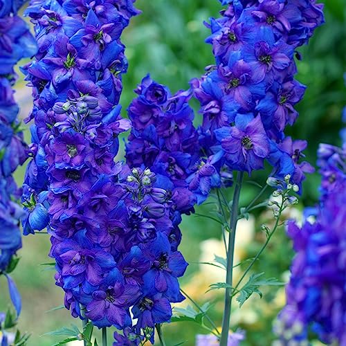 Clovers Garden Delphinium Black Knight (larkspur) Live Plants - Two (2) Non-Gmo Plants - Each 4" to 8" Tall in 4" Pots - Large Flower Spikes