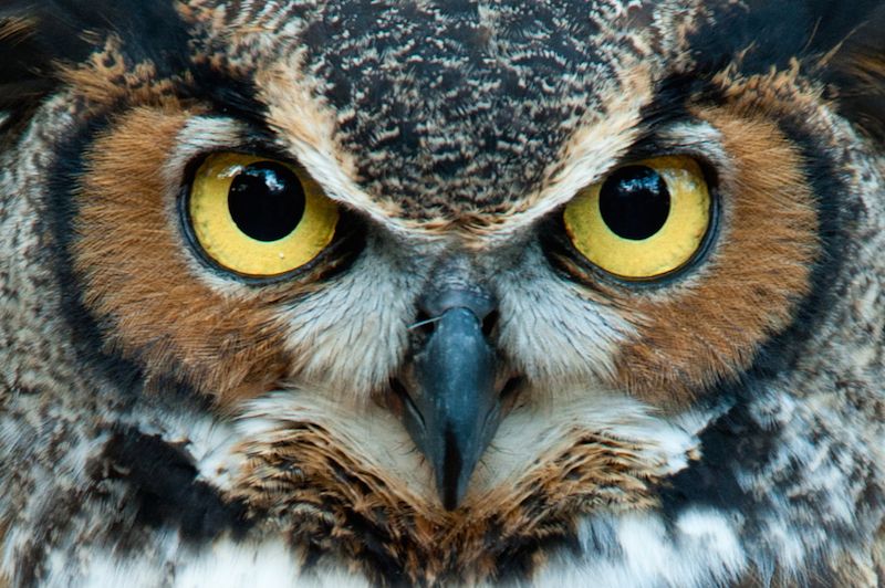 Greath horned owl with golden eyes