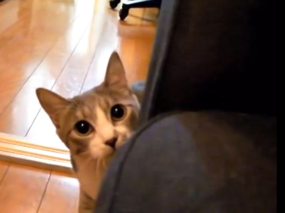 Video of a cat on YouTube