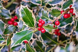close up of variagated holly leaves with red berries