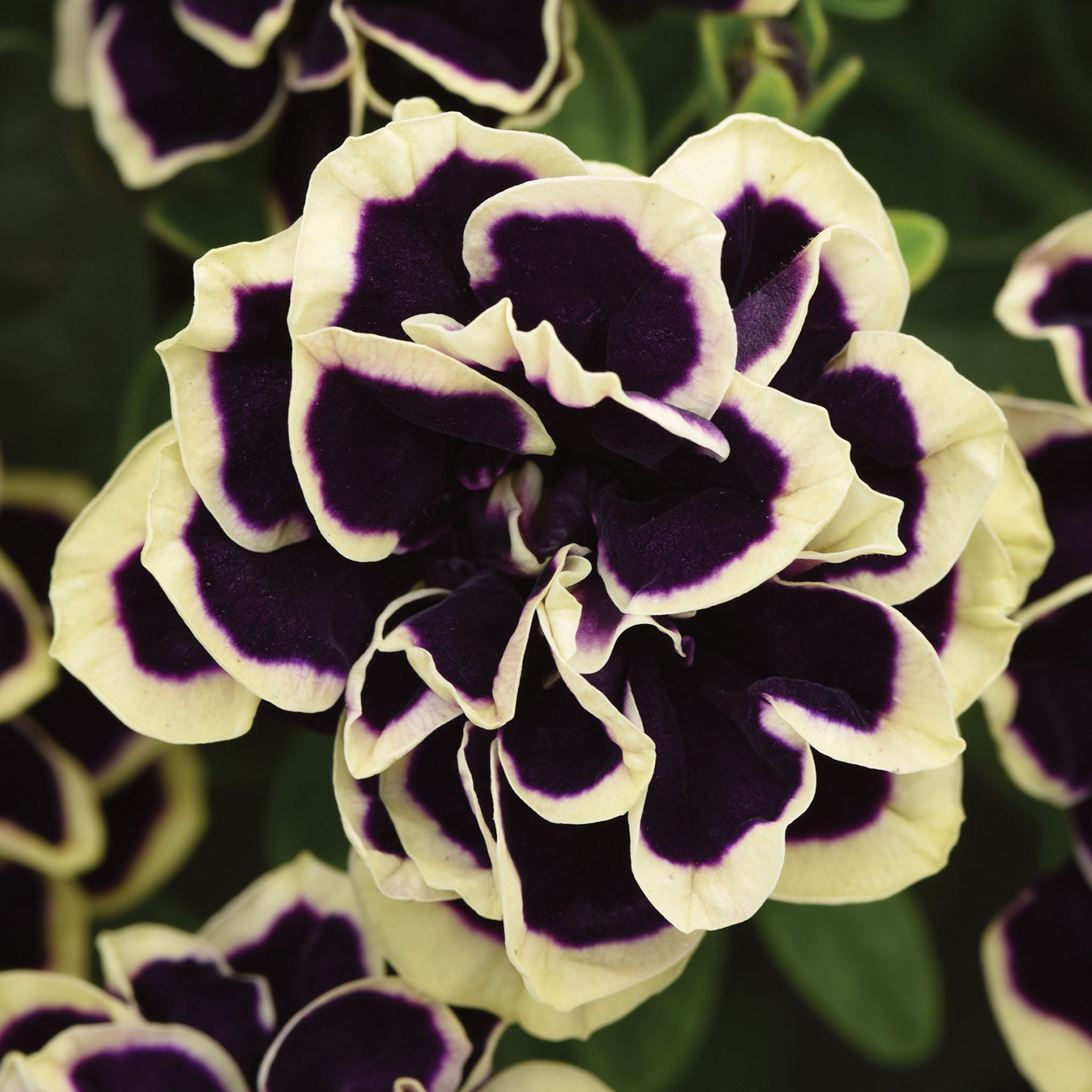 Midnight Gold Petunia Plants