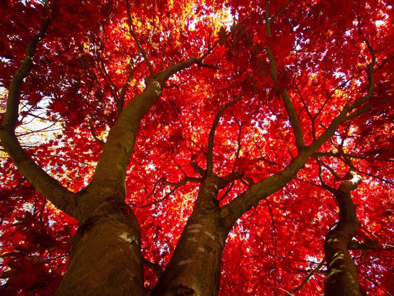 Huge Red Maple Tree