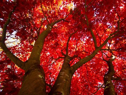 Huge Red Maple Tree