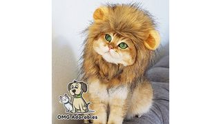 Cat in lion's mane costume