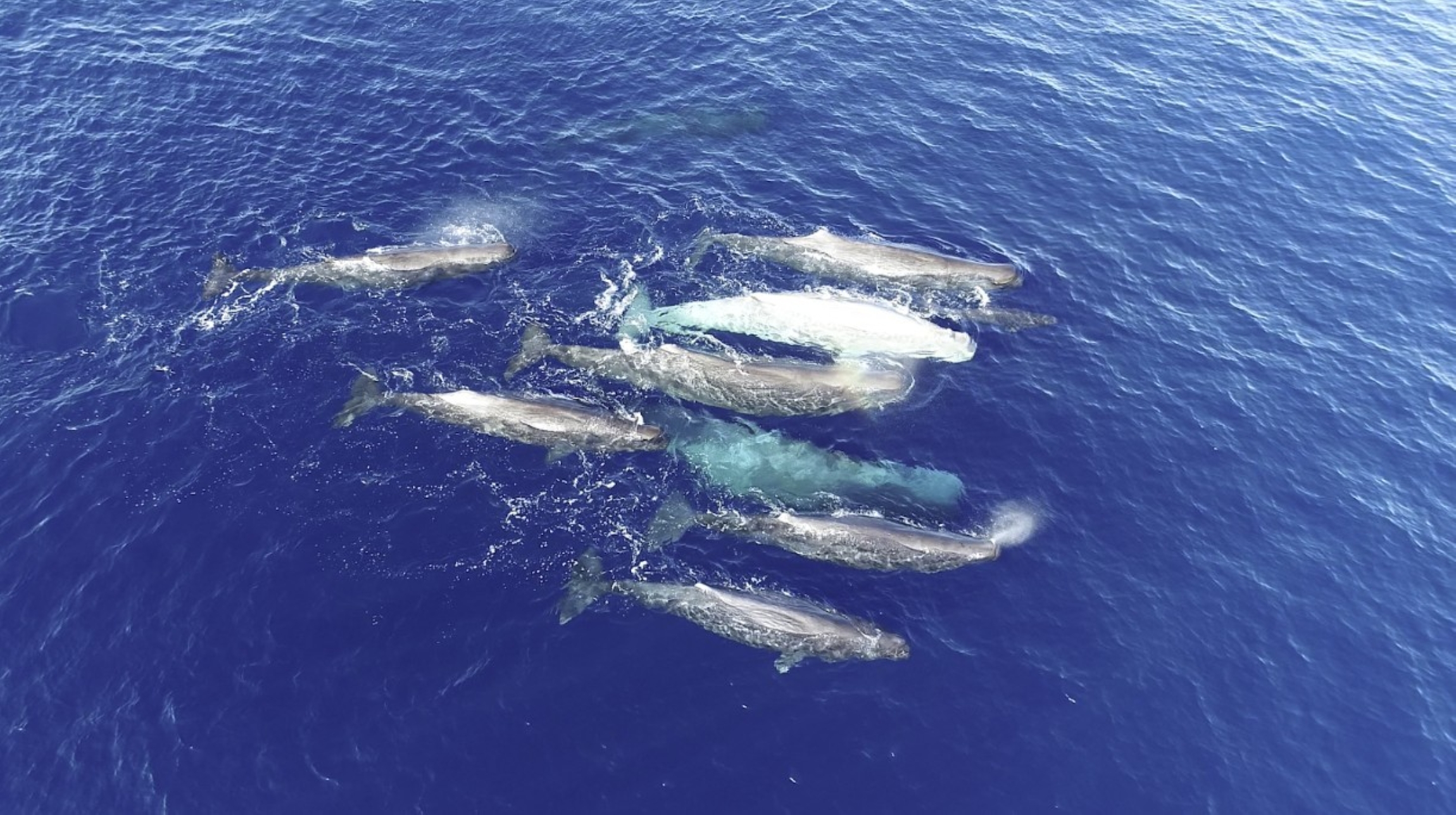 sperm whales in a group at surface of sea