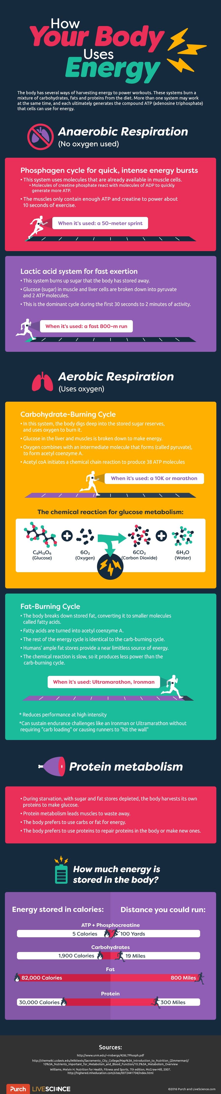 How Your Body Uses Energy | Live Science