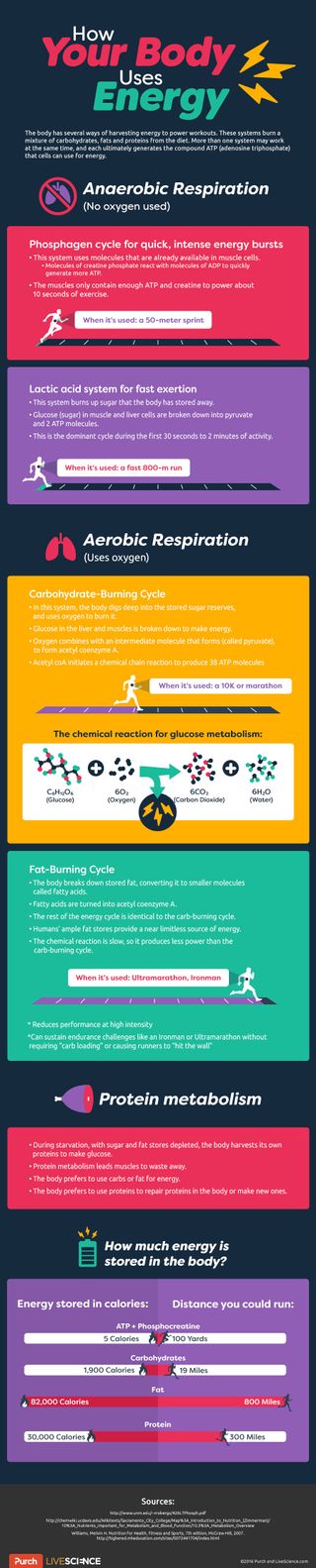 how much energy the body uses during exercise.