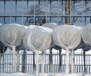 Round trees wrapped in frost cloth