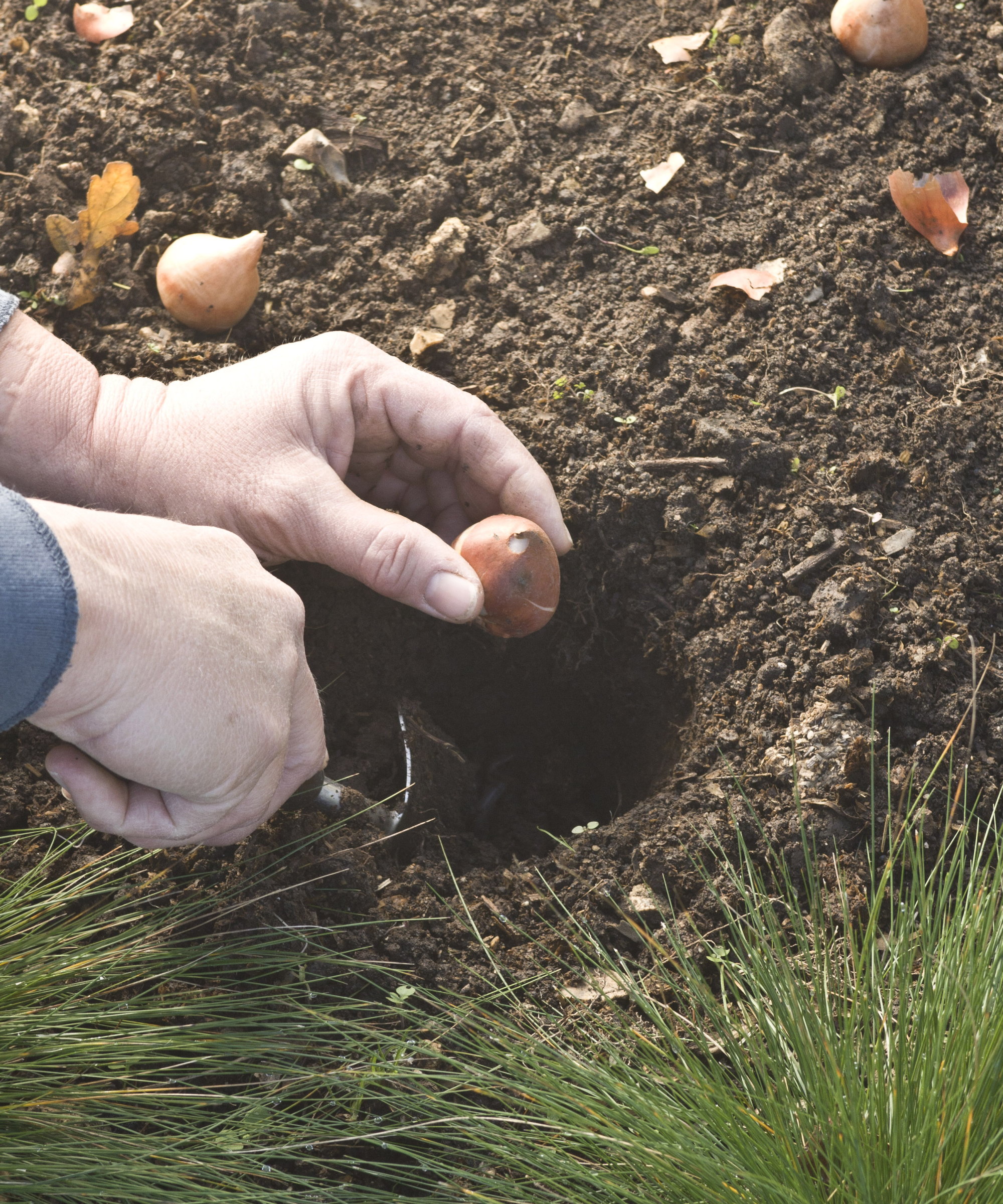 A gardener planting tulip bulbs into holes in the soil with a trowel