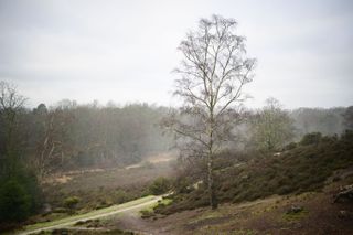 Viltrox AF 35mm F1.2 LAB lens sample gallery: a lone tree on a British common