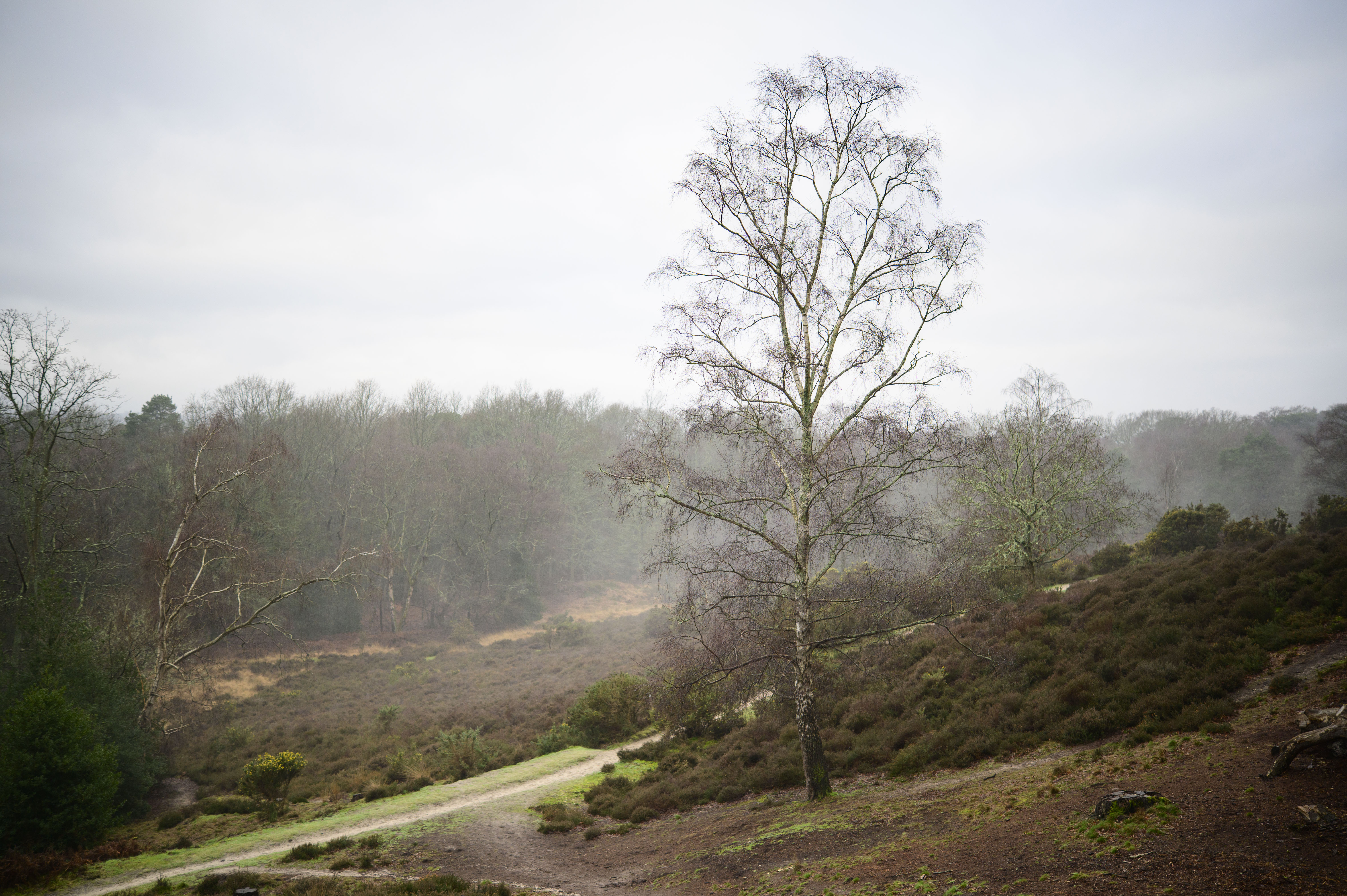 Viltrox AF 35mm F1.2 LAB lens sample gallery: a lone tree on a British common