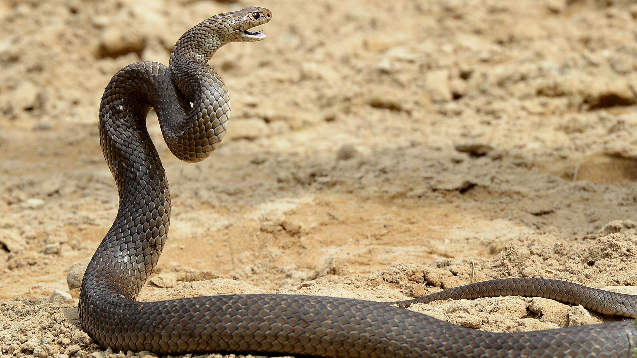 'It had its head swinging around' – Australian bike rider bitten by deadly snake that became entangled in her drivechain
