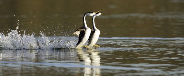 How Do Animals Walk on Water? | Live Science