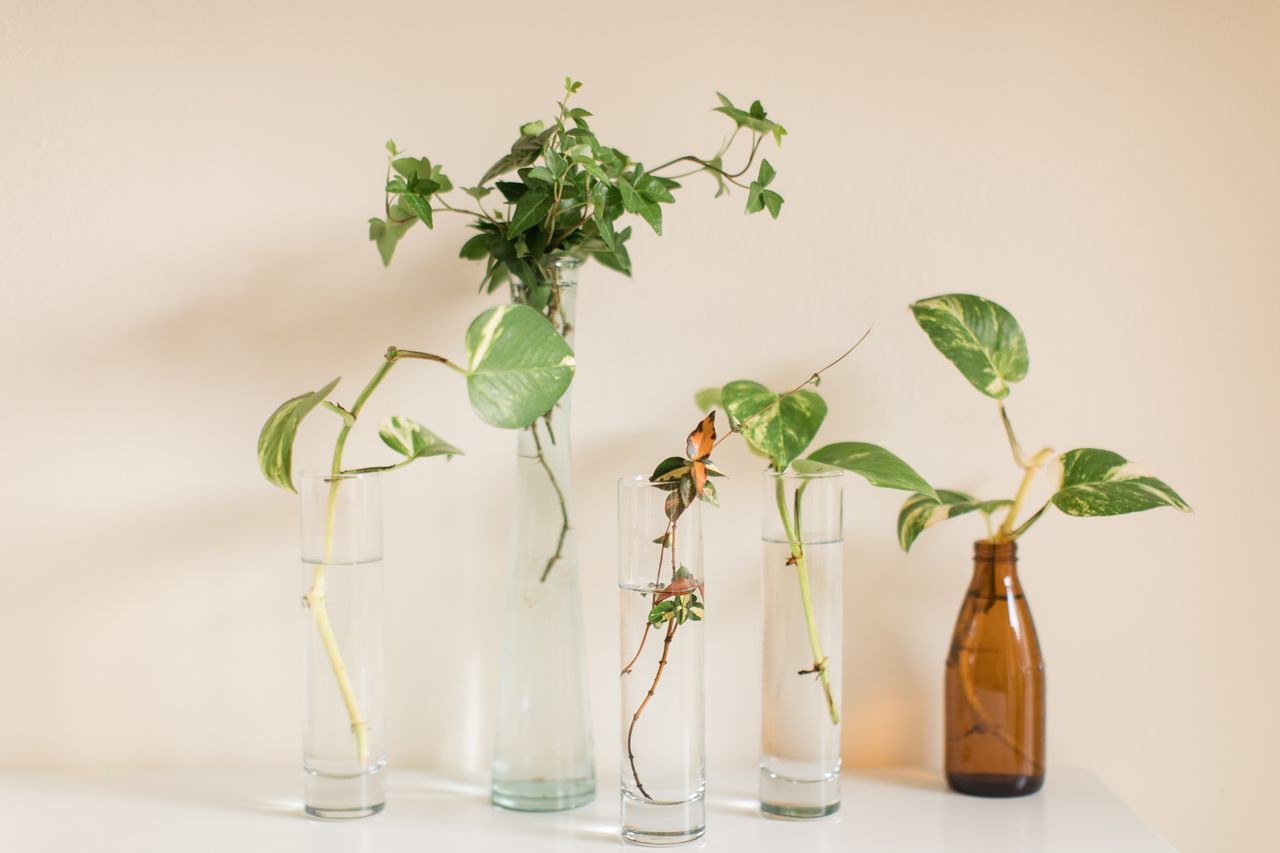 A selection of propagating plants