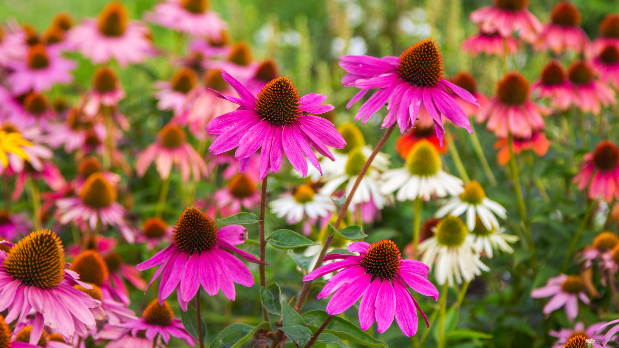 coneflowers in garden 