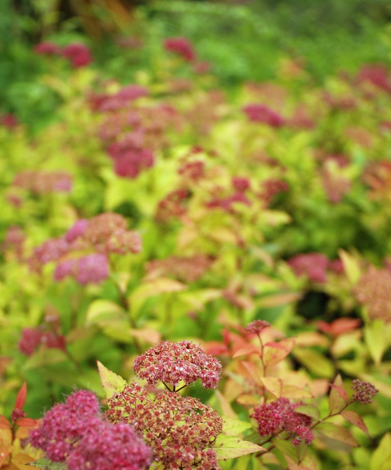 10 of the best spiraea varieties and where to buy them | Homes & Gardens