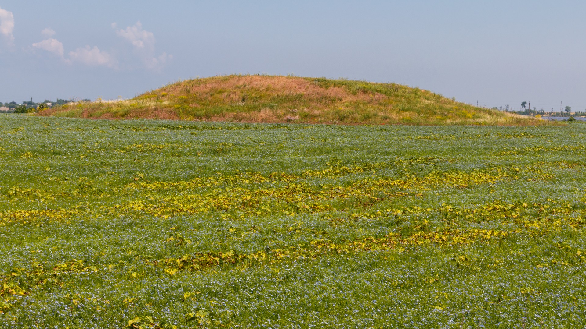 Scythian burial mound in a grassy field dotted with yellow flowers in the south of Ukraine.