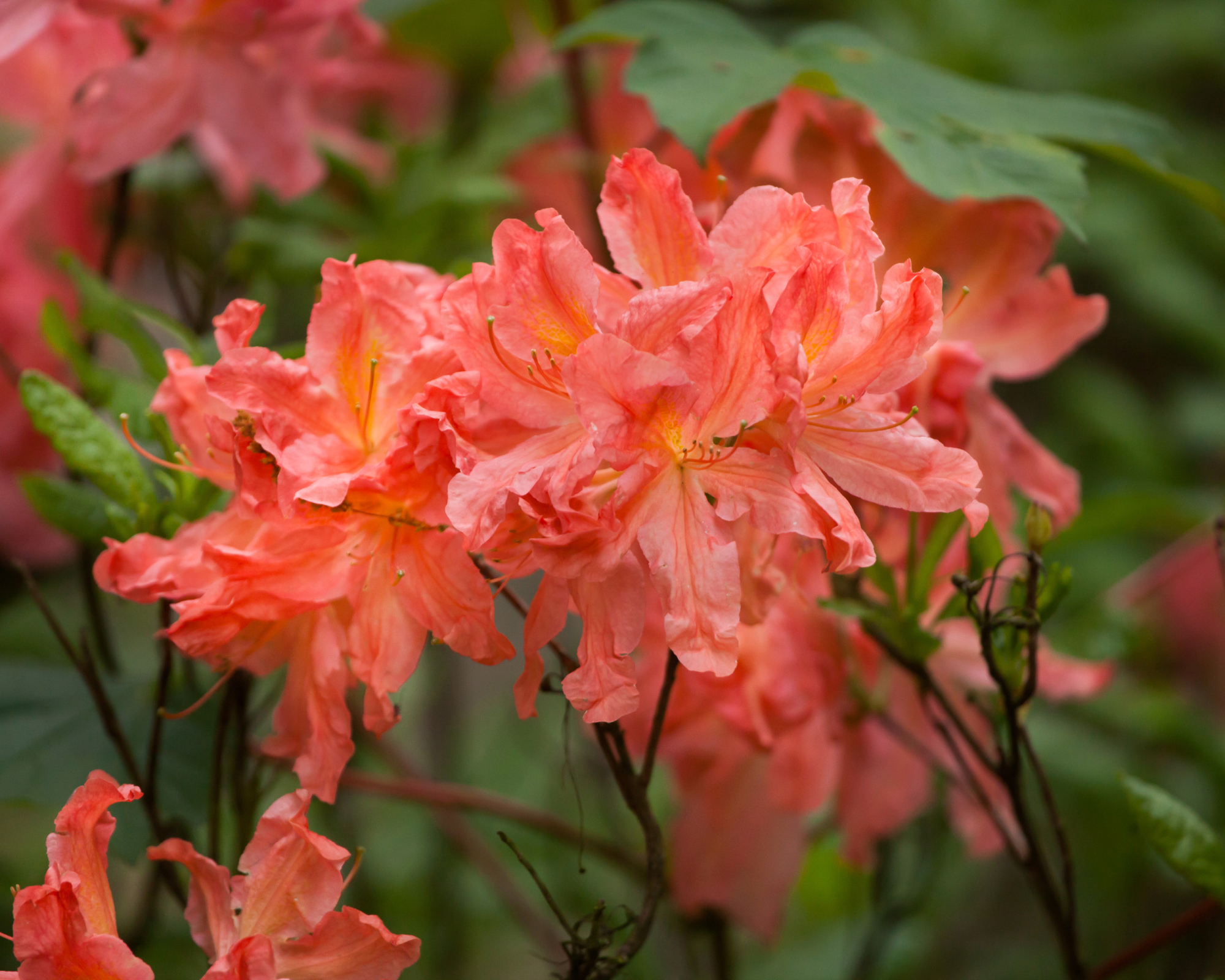 Bright orange and pink azalea flowers
