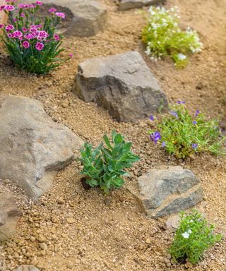 Newly planted rockery garden. Rock garden background with sedum, dianthus, phlox and succulent rossete flowers.