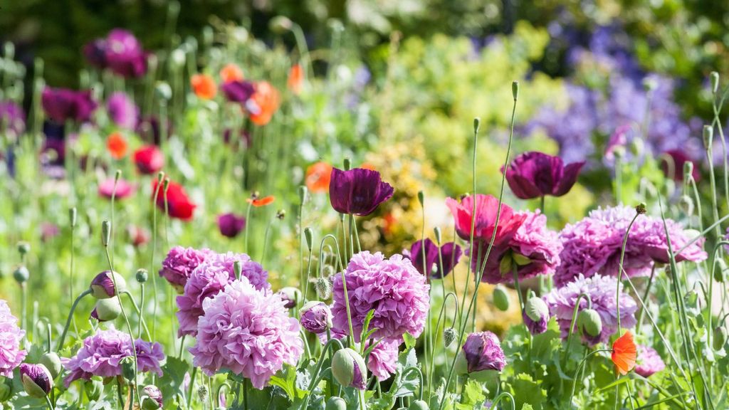 When to start planting flowers for spring Homes & Gardens