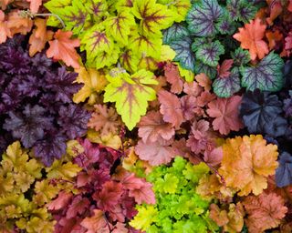Different colorful varieties of coral bells foliage
