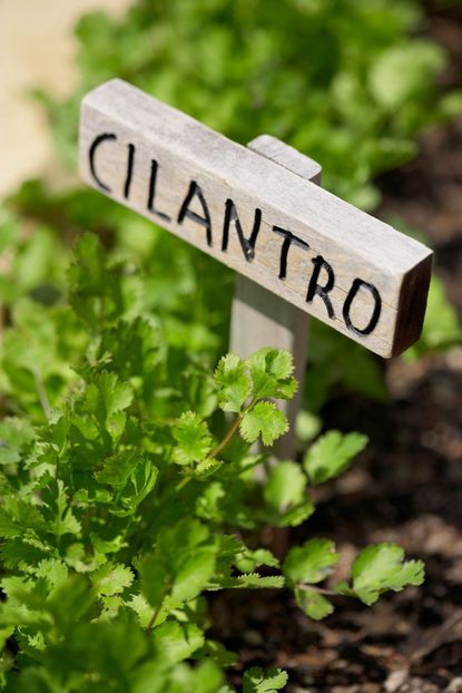 Green Cilantro Plant With Wooden Cilantro Sign