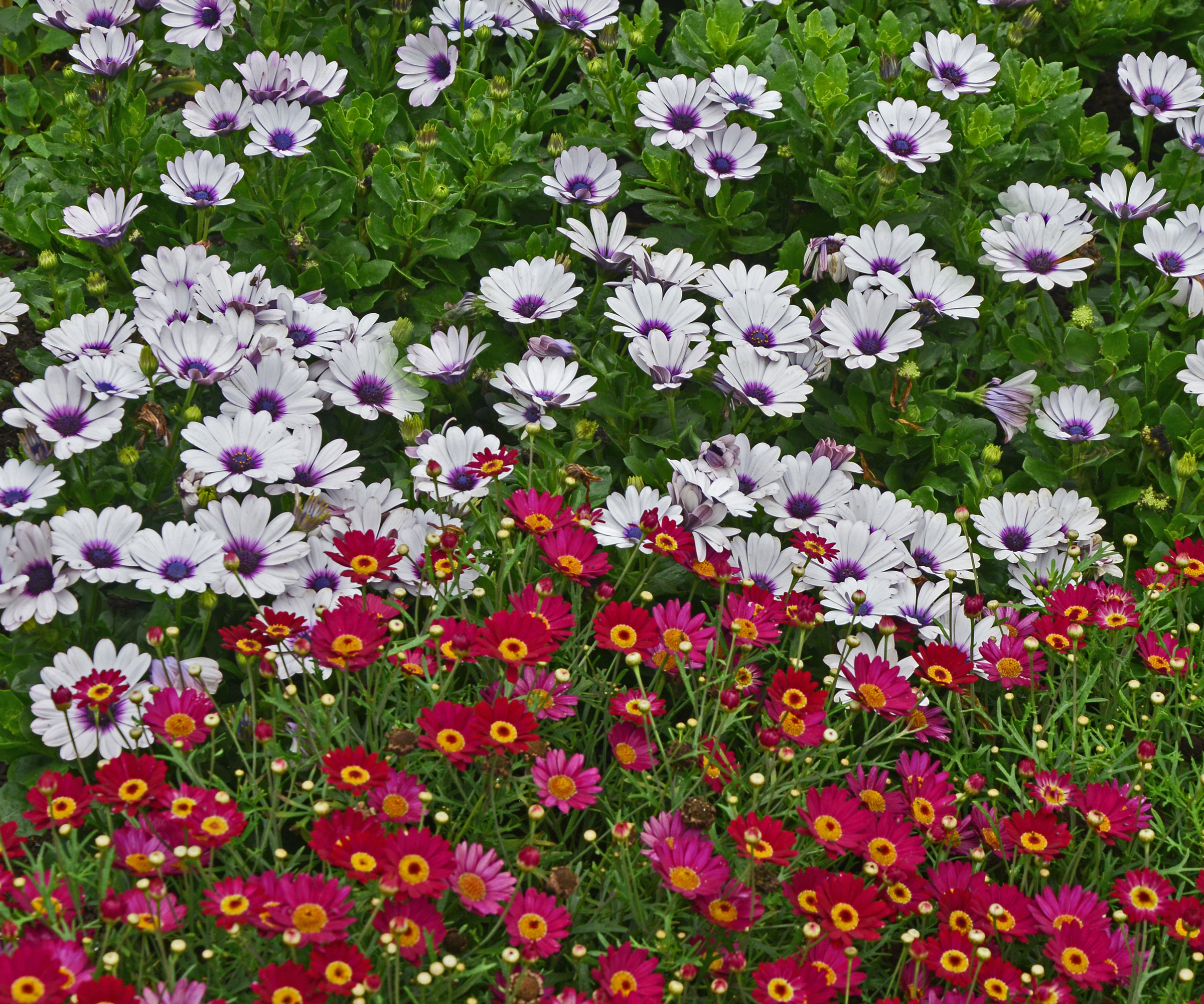 hot and cold color flowers in garden border