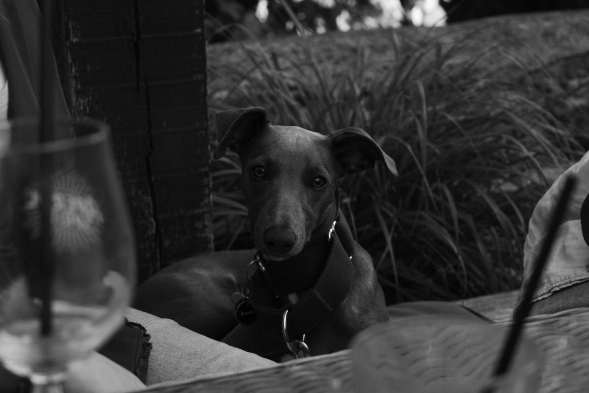 A black and white portrait of a whippet puppy, taken on a Fujifilm X-T50