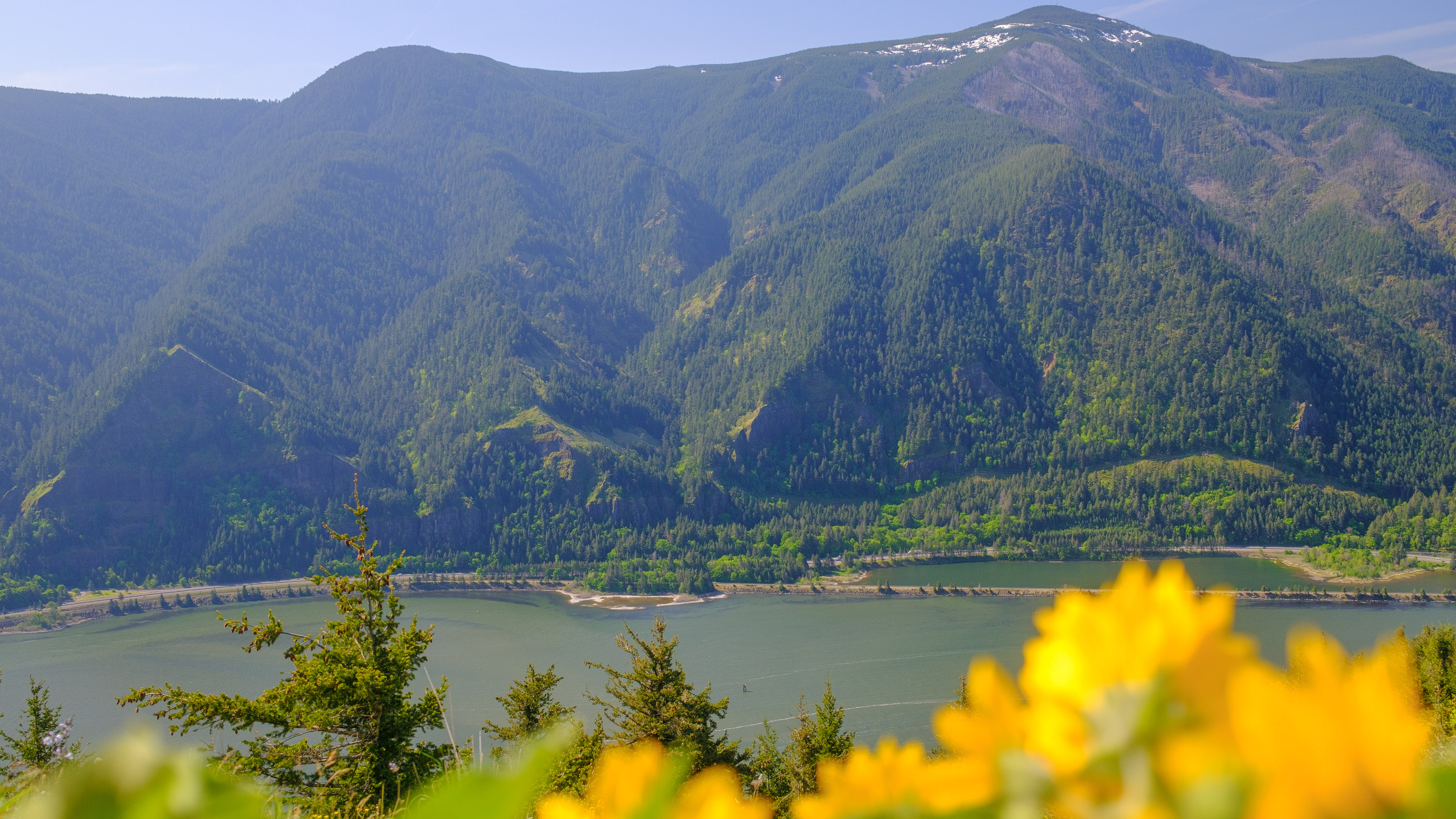 Scenic landscape photo of the Columbia River Gorge showing bright yellow flowers in the foreground and river with mountains and blue skies in the background