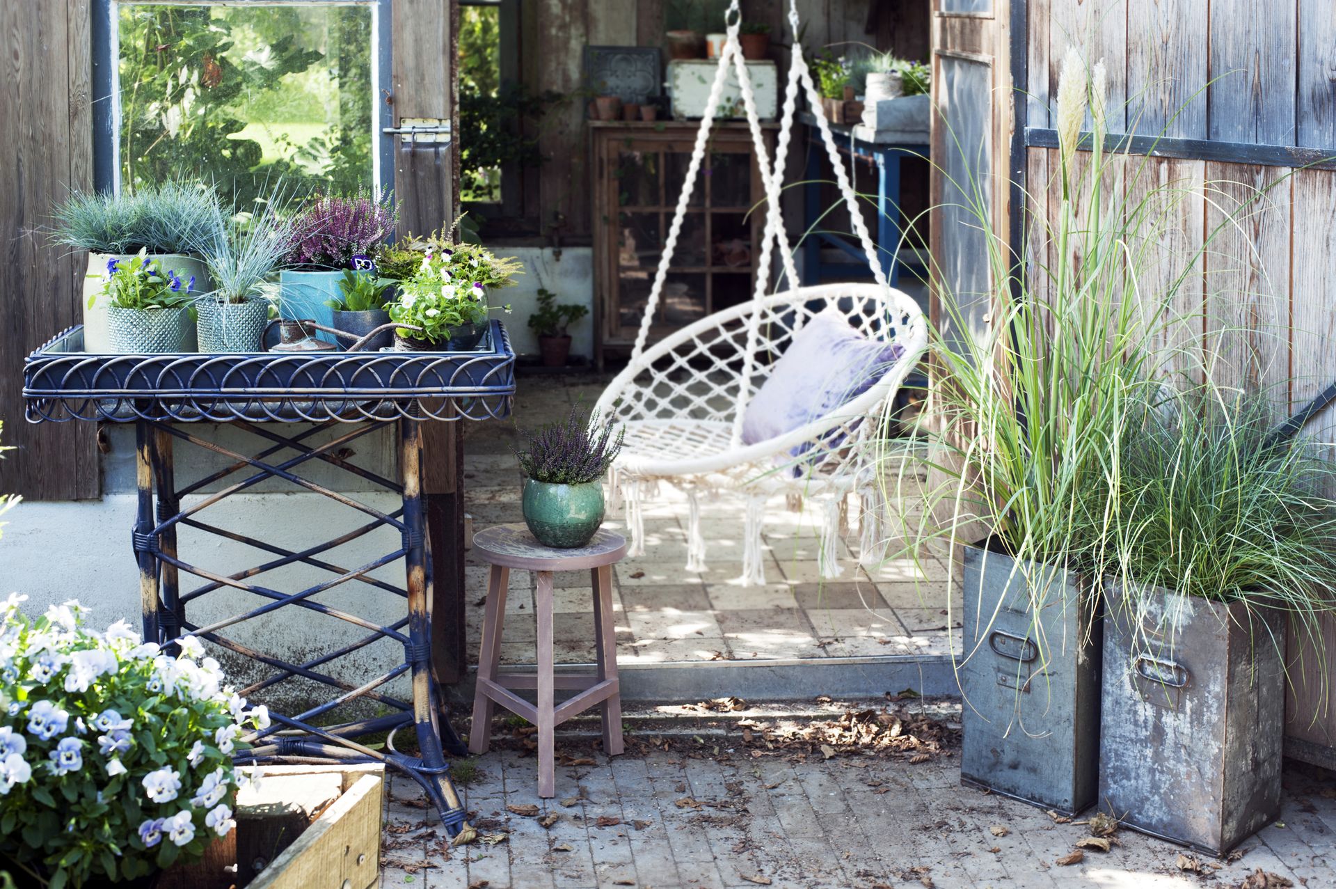 how to grow pampas grass