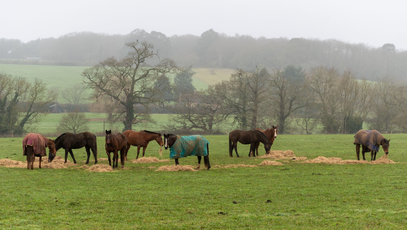 Horses with hay piles in the field