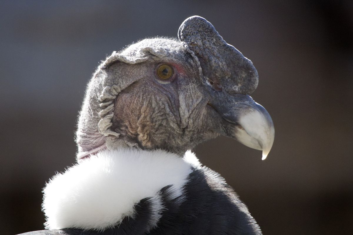 Andean Condor &#039;Andy D.&#039; 