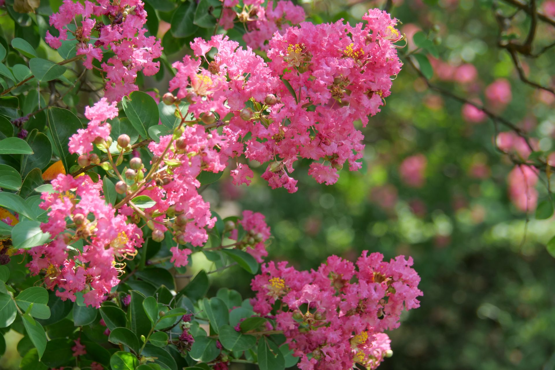 When should I prune my crepe myrtle? Pro gardeners explain Livingetc