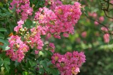 A close up of a pink crepe myrtle growing tree in bloom