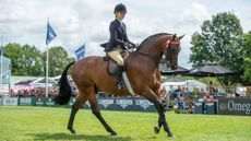 Rider on bay horse in an intermediate showing class