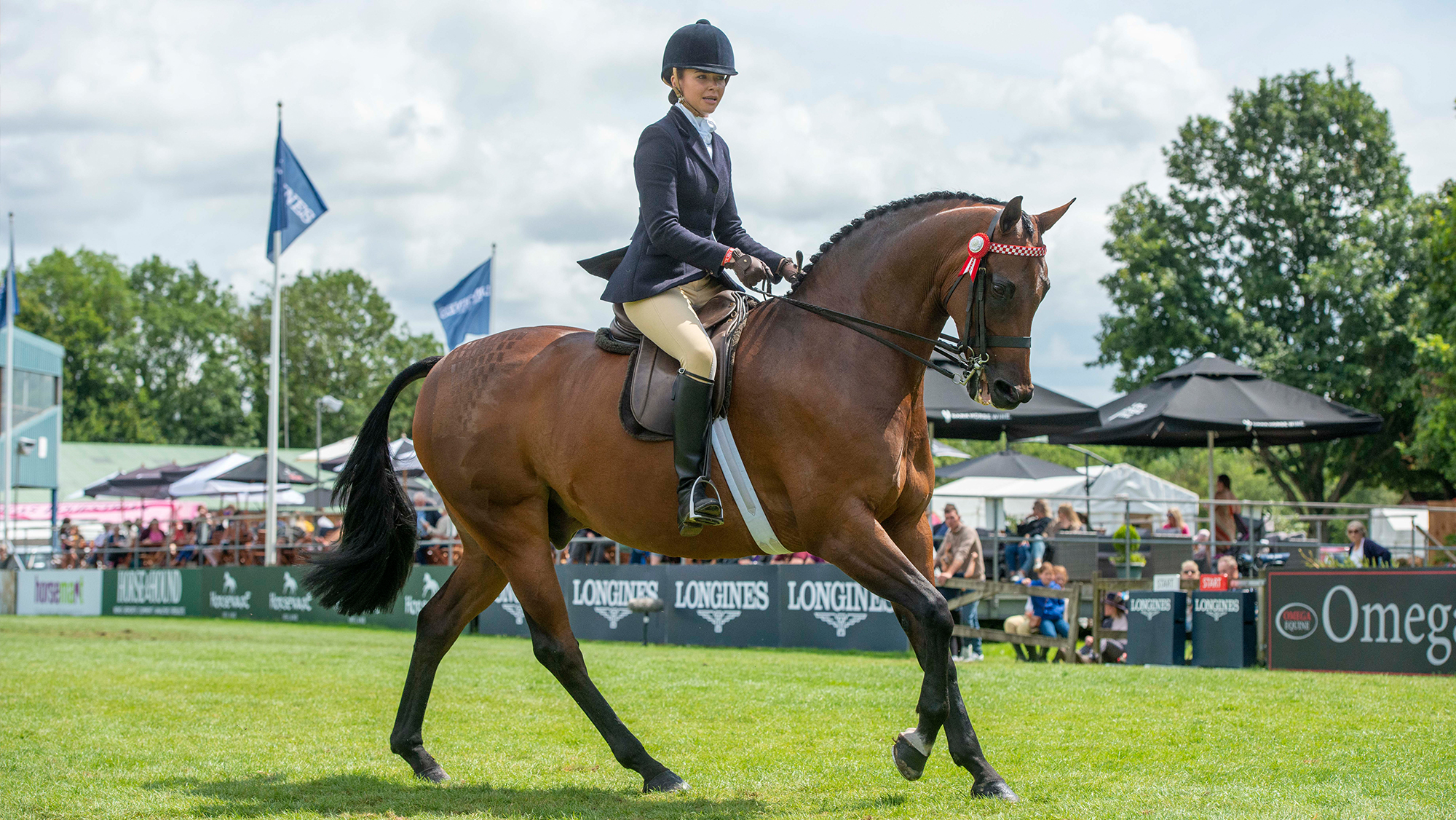 Rider on bay horse in an intermediate showing class