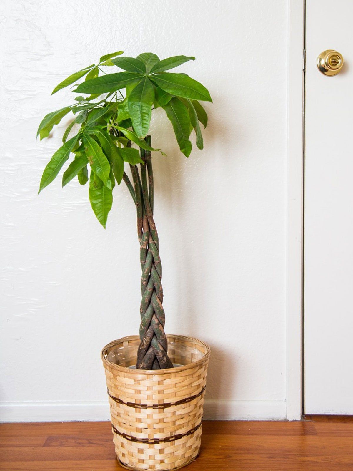 Indoor Potted Pachira Tree