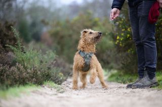 Viltrox AF 85mm F1.4 Pro lens sample gallery: a dog on a sandy trail looking up to its human