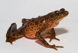 toad mountain harlequin frog (Atelopus certus)