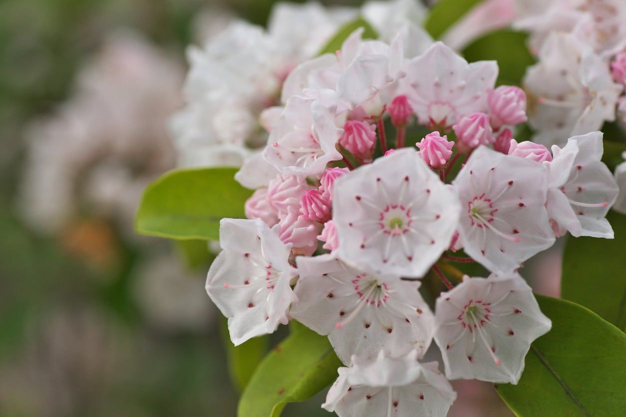 Pink Flowered Mountain Laurel Plants