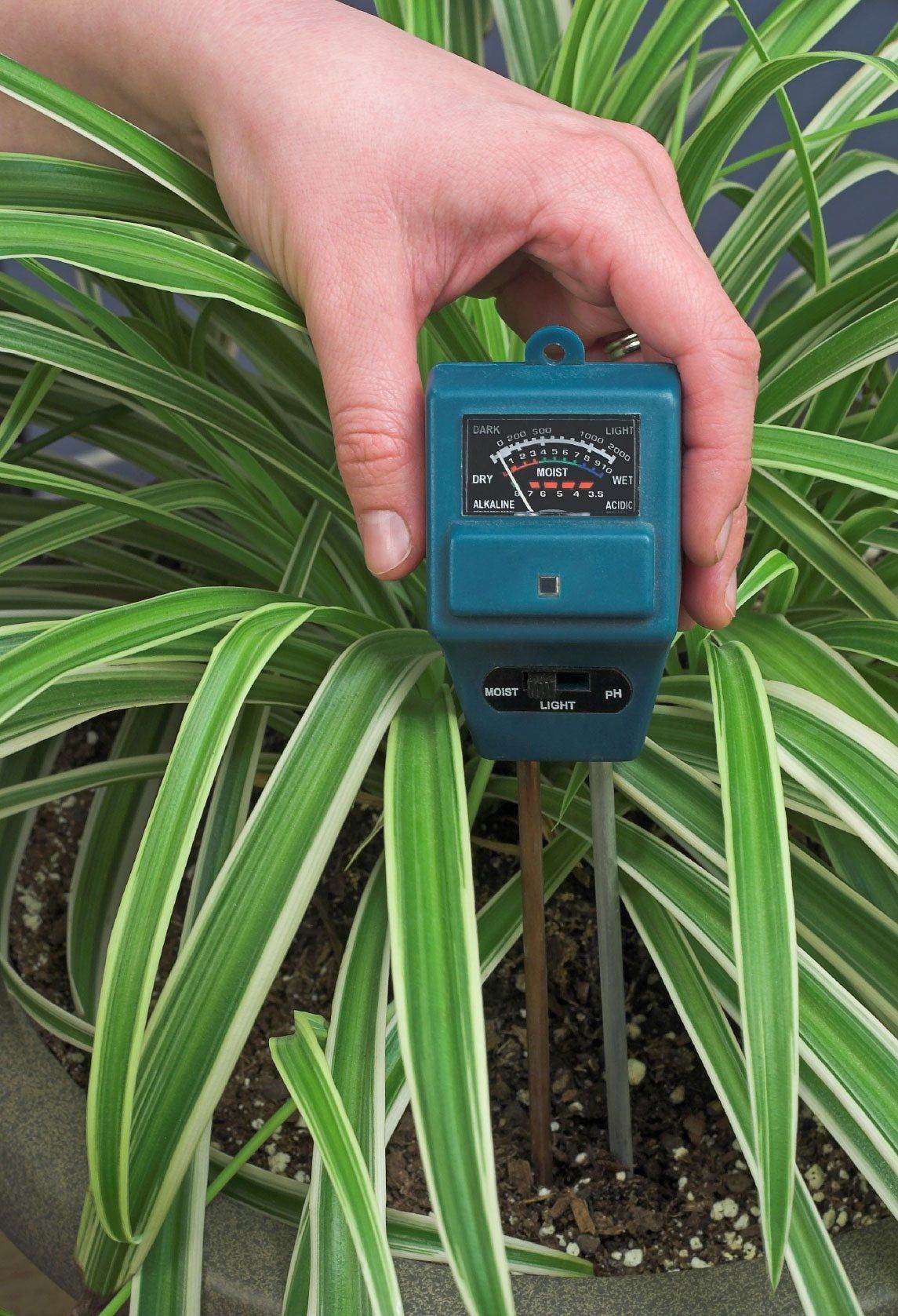 Hand Holding Soil Gauge Above Plant