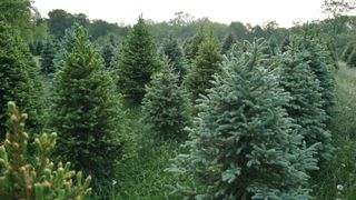 Christmas tree farm.