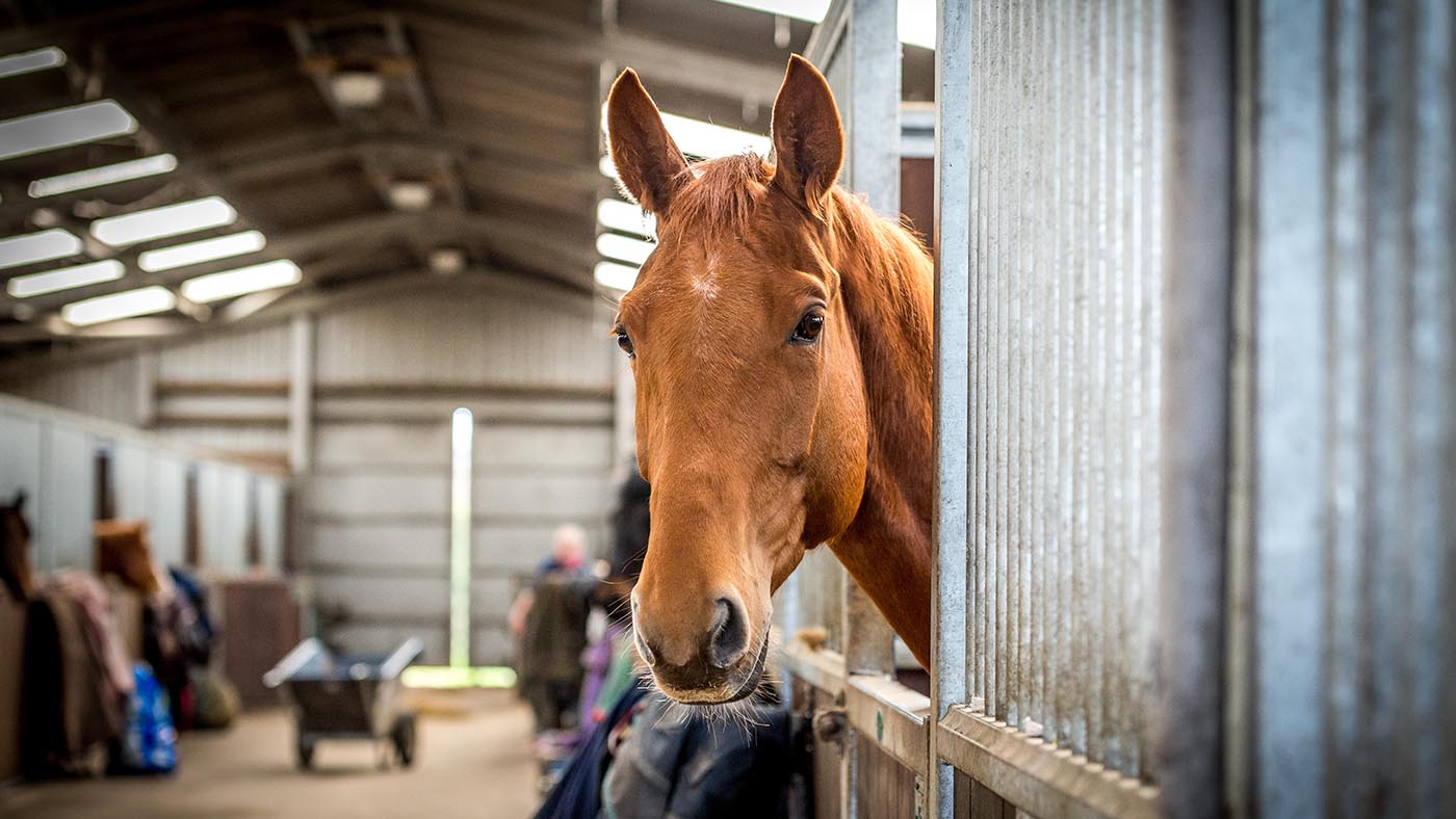 stabling-vet-3-alamy-J1HT3N_338800482_577723531.jpg