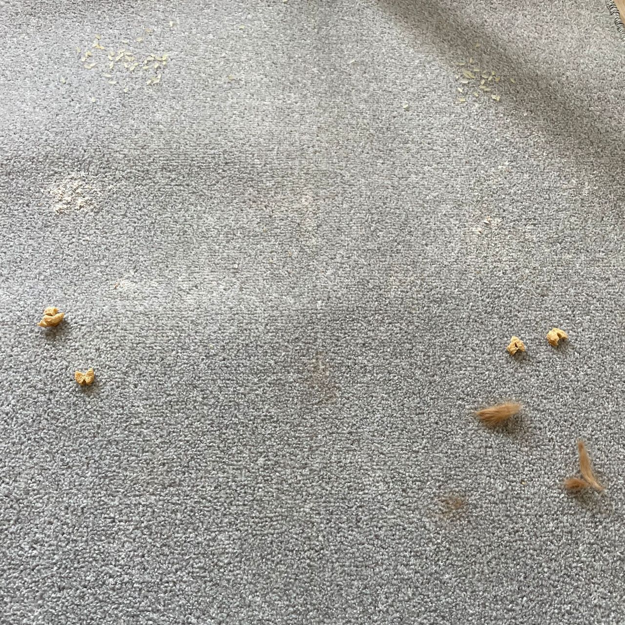 debris on grey carpet