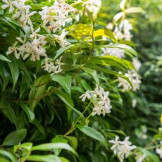 Jasmine plant with white flowers and green foliage