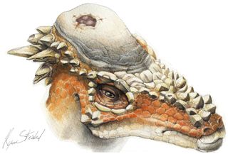 pachycephalosaur dinosaur illustration