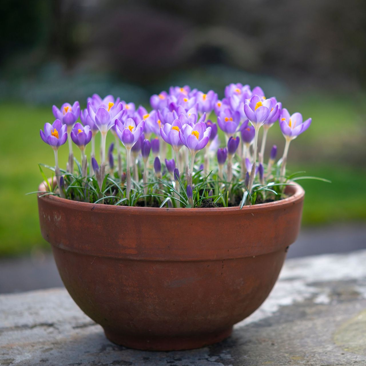 How to plant crocus bulbs - a step-by-step guide | Ideal Home