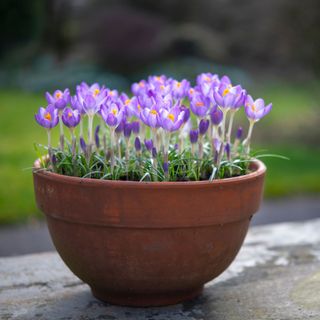 Crocuses in a pot