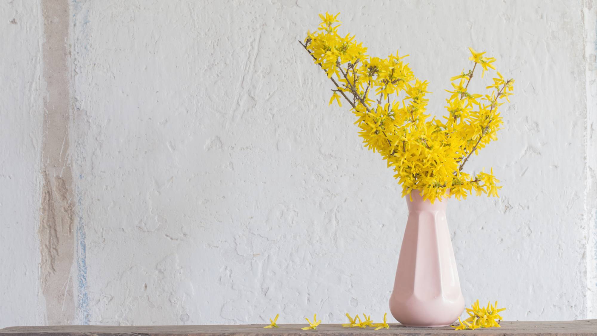 Forcing forsythia branches in vase